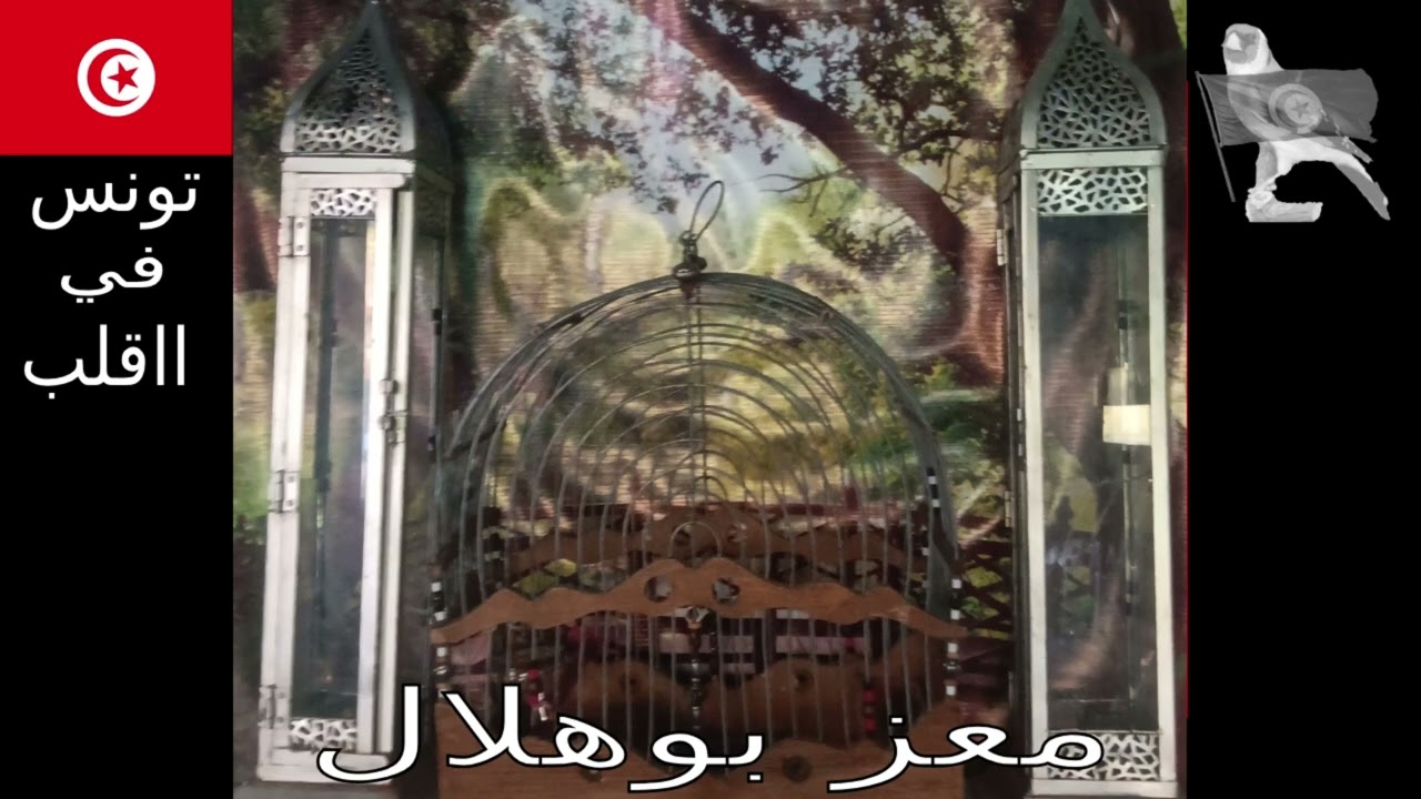 Torka Chardonneret Tunisien  -  احلا  غرام و احلا  مقنين