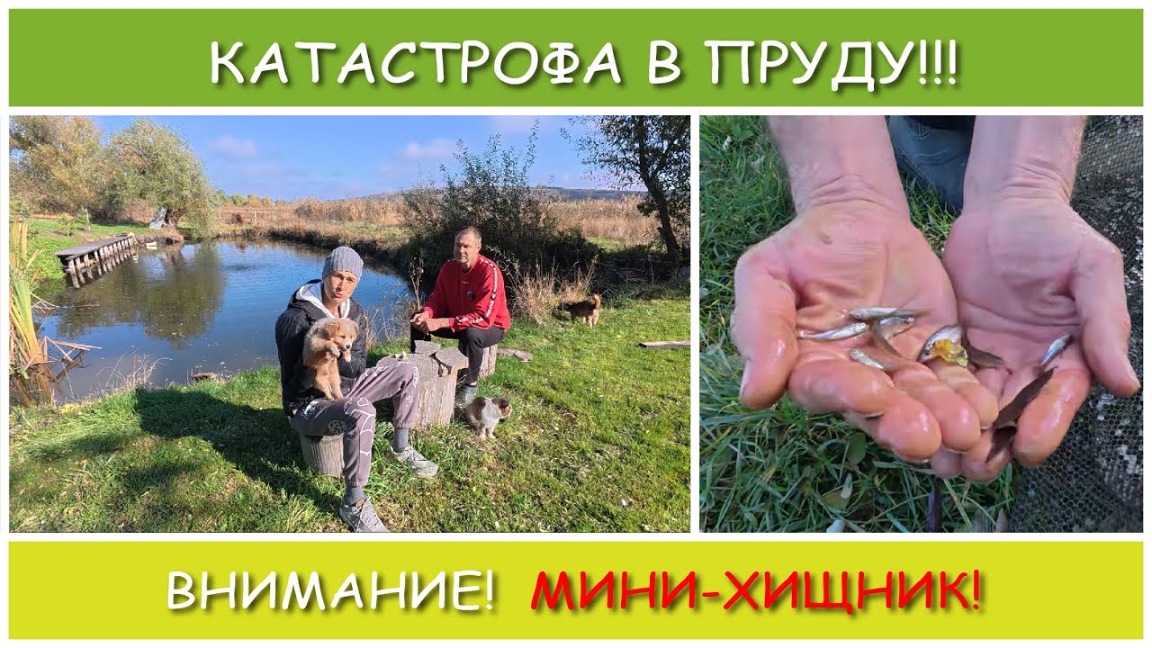 Обитатели нашего пруда. Караси на грани вымирания!