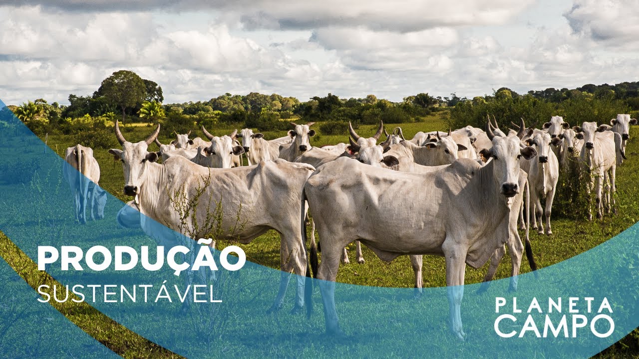 Produção de Carne Baixo Carbono (CBC) recebe sinal verde da Embrapa | Planeta Campo