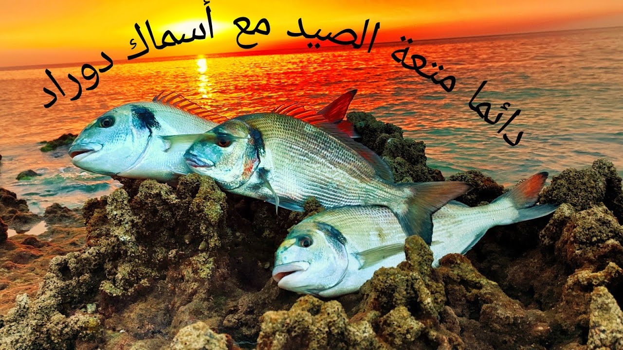 ڤلوك من مدينة الداخلة الى مصيد العركوب الرحلة موثقة كاملة مع حصيلة من أسماك دوراد متعة كالعادة🇲🇦🎣💪🇲🇦
