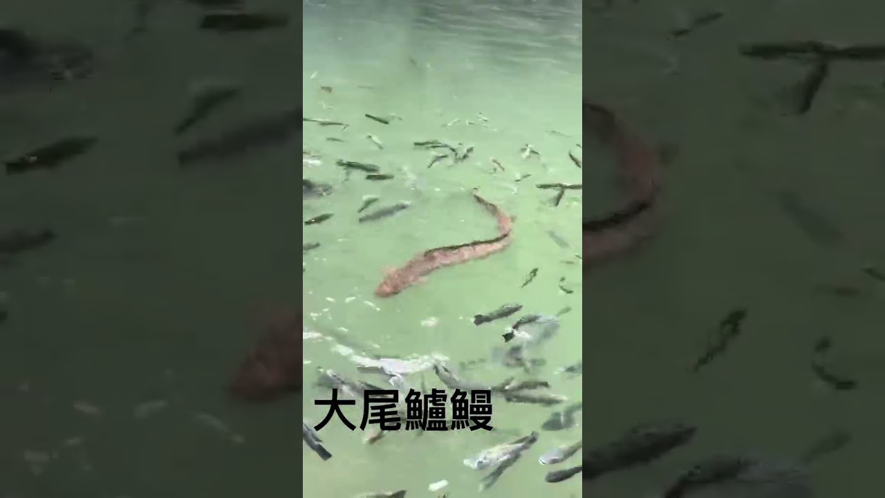 龜山島之大尾鱸鰻！
