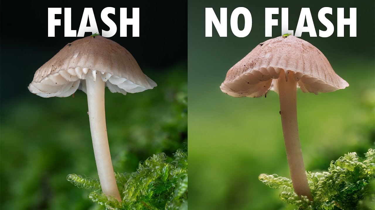 Flash VS Natural Light (Macro Photography)