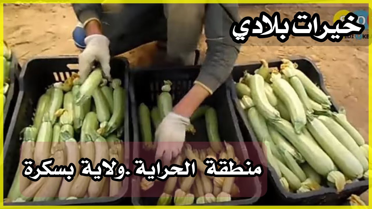 خيرات بلادي....قرية الحراية ولاية بسكرة