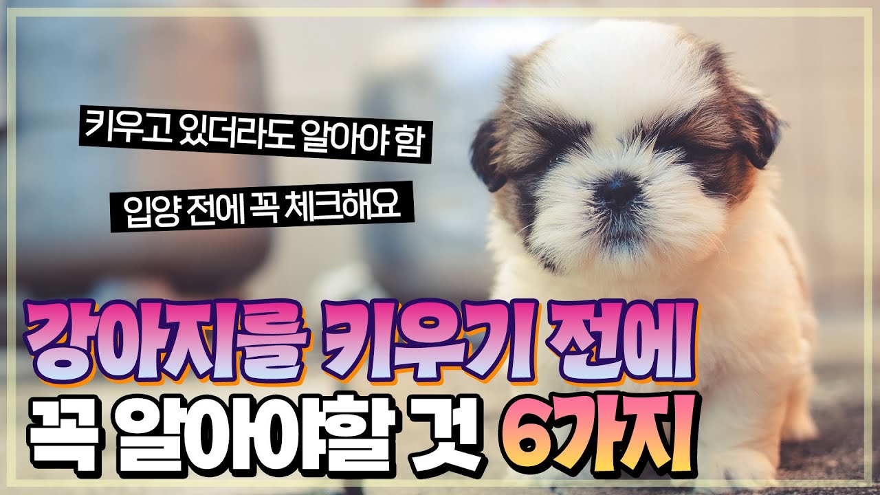 강아지를 키우전에 알아야할 것 6가지
