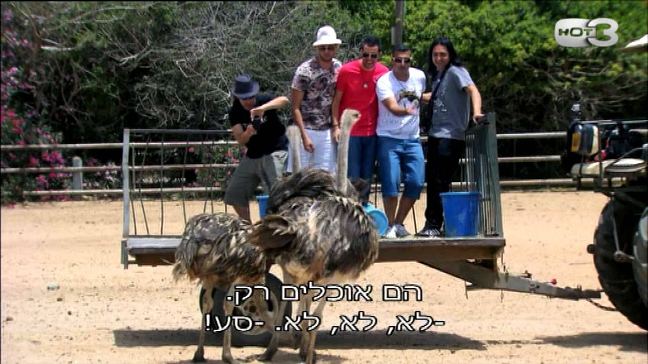 זברה זה כמו סוס עם חוטיני - מתוך פרק 11 גולסטאר