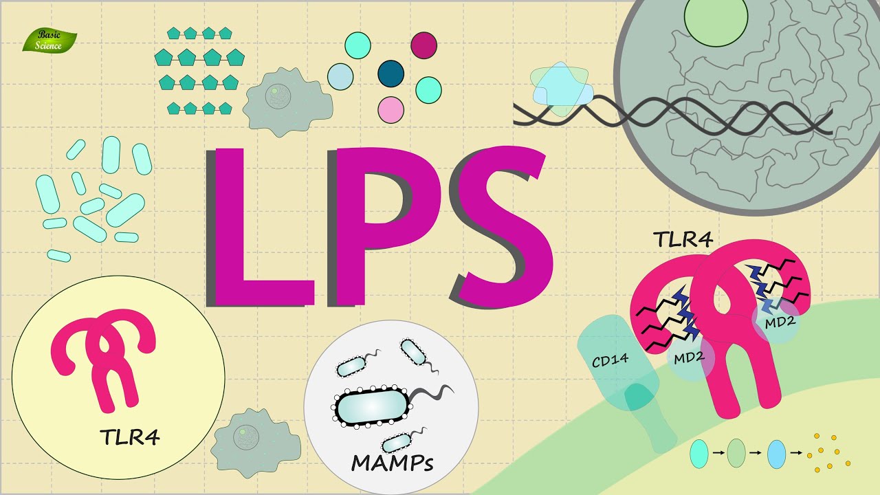 What is LPS signaling? | Know Everything | Basic Science Series English