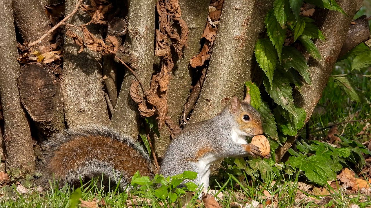 Lo scoiattolo grigio e uccelli nel giardino di casa