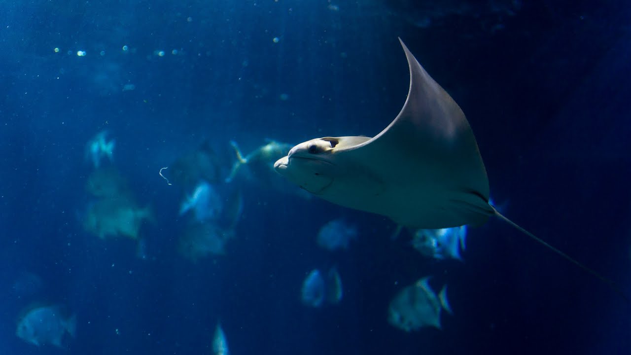 We Just Moved A Fever of Cownose Rays Into the Secret Reef!