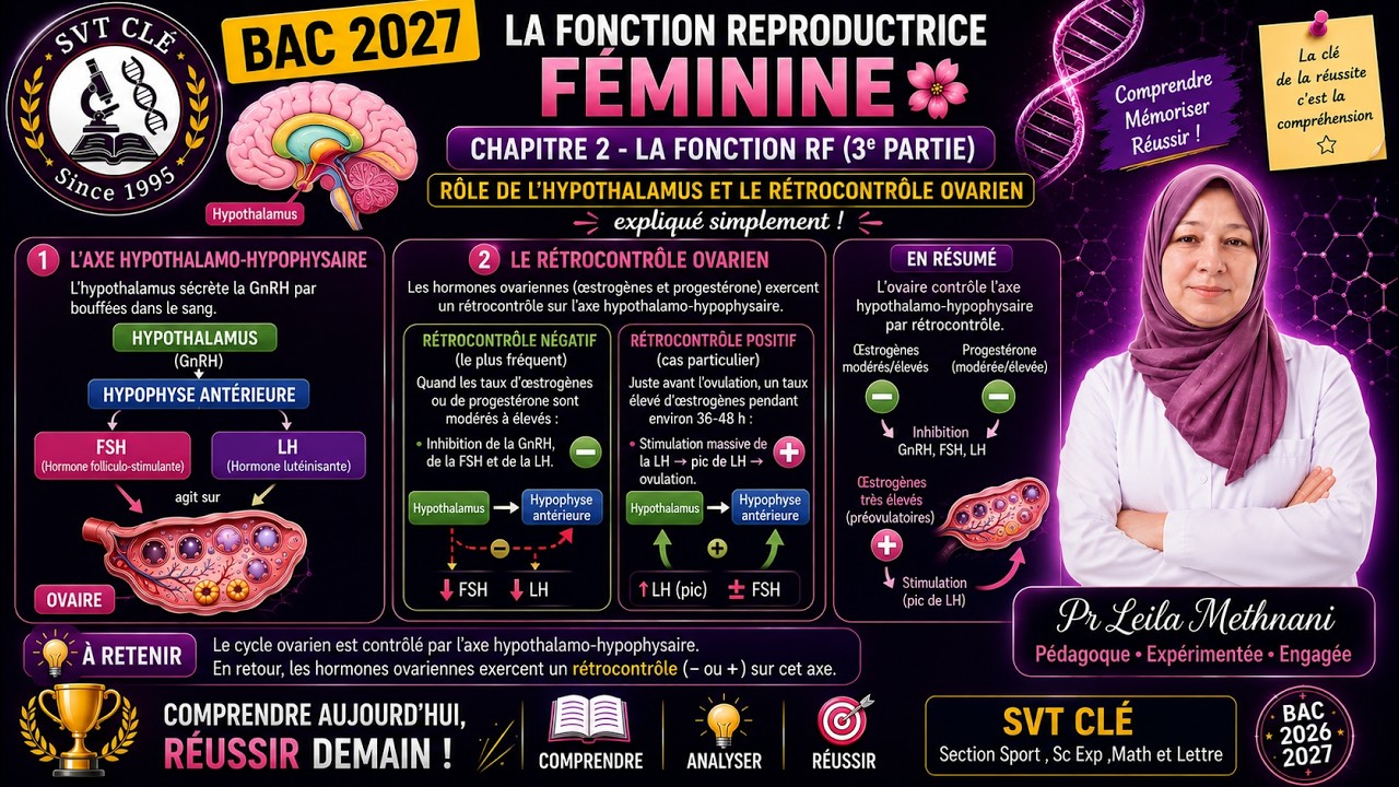Rôle de l’hypothalamus et le rétrocontrôle ovarien expliqué simplement !