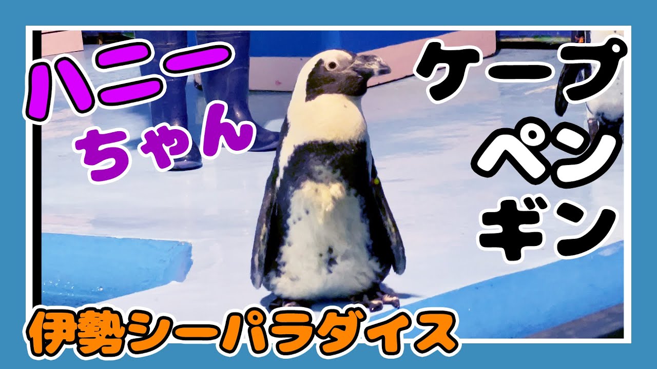【4K】ペンギン① ハニーちゃんの 水泳タイム！走る！鳴く！【伊勢シーパラダイス】かわいい姿 2024.11.19【水族館・動物園動画】【三重県・関西】Japan Aquarium Penguins