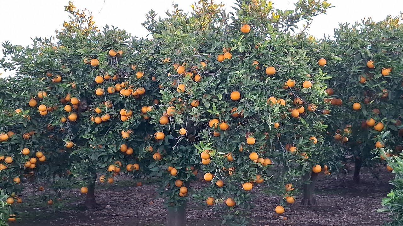 Visit A Garden Of Naranja |Mosami Ke Bagh Ka Visit Kia Aaj | Orange Of Spain🇪🇸 |Spanish Fruits |