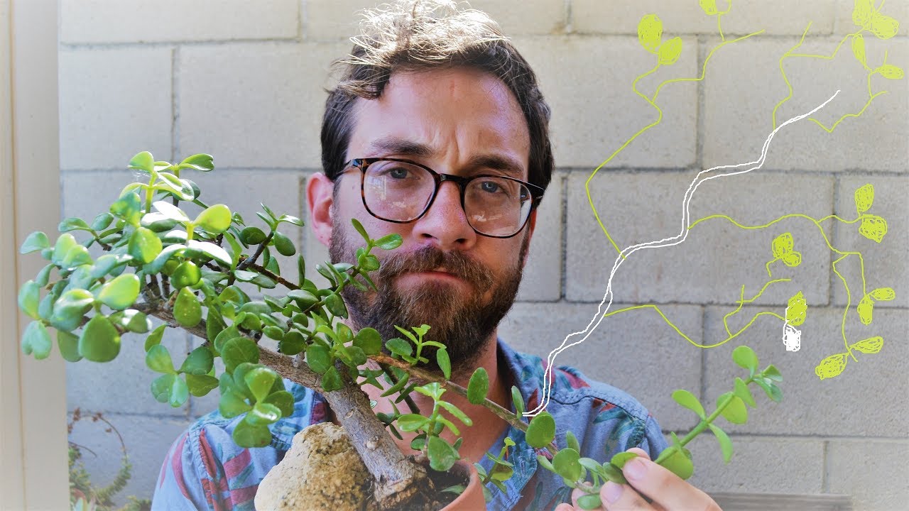 Elephant Bush Update!!!  - Mid-Summer 2019