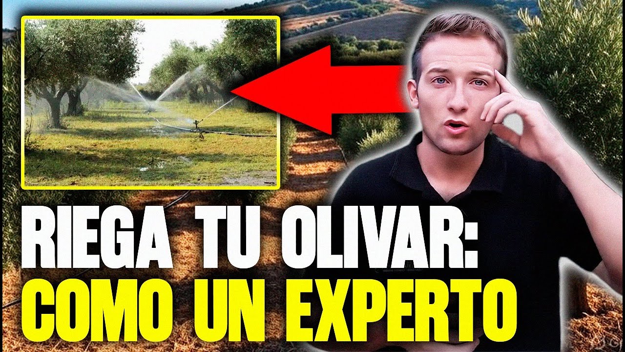 ¿AGUA ESCASA? Así se Gestiona un OLIVAR sin Arruinar la Cosecha