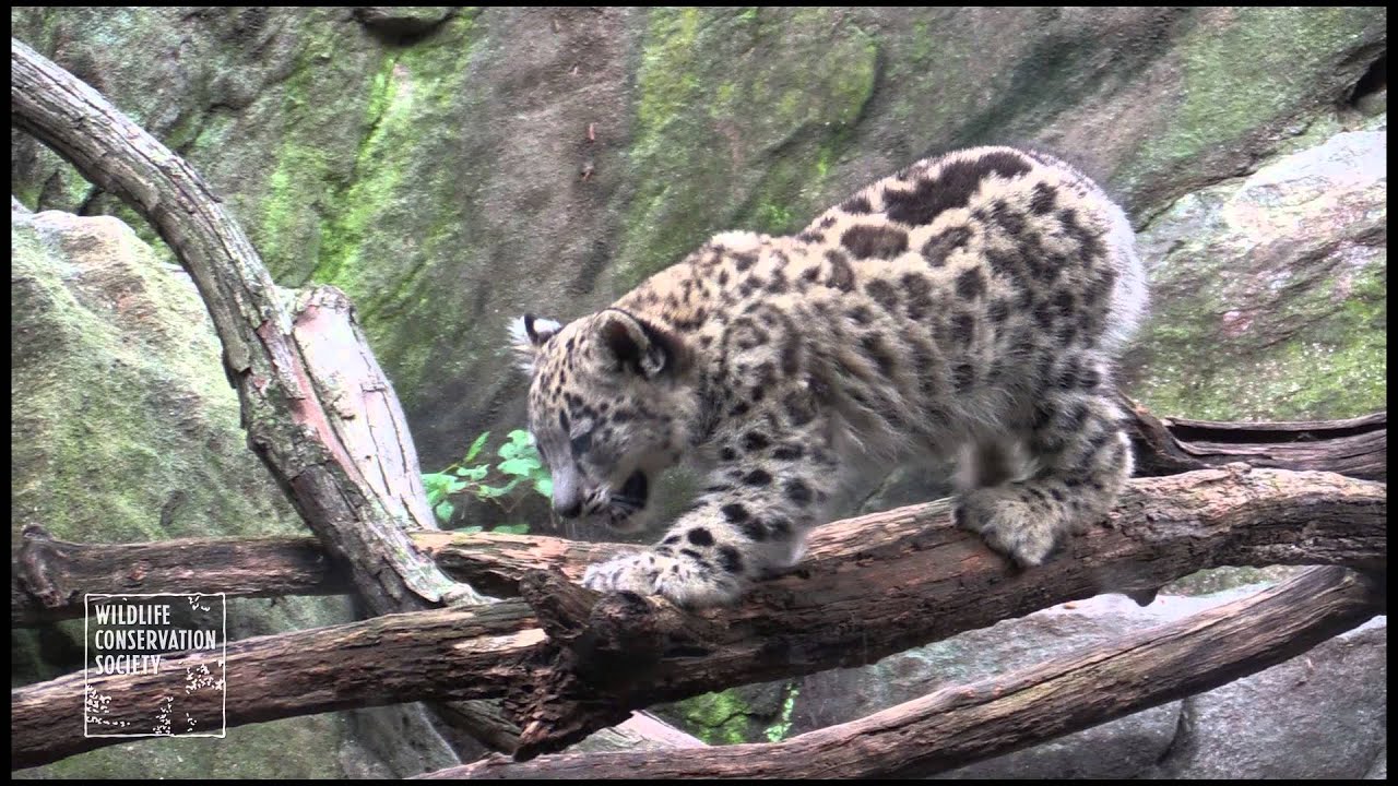 Bronx Zoo Snow Leopard Cubs