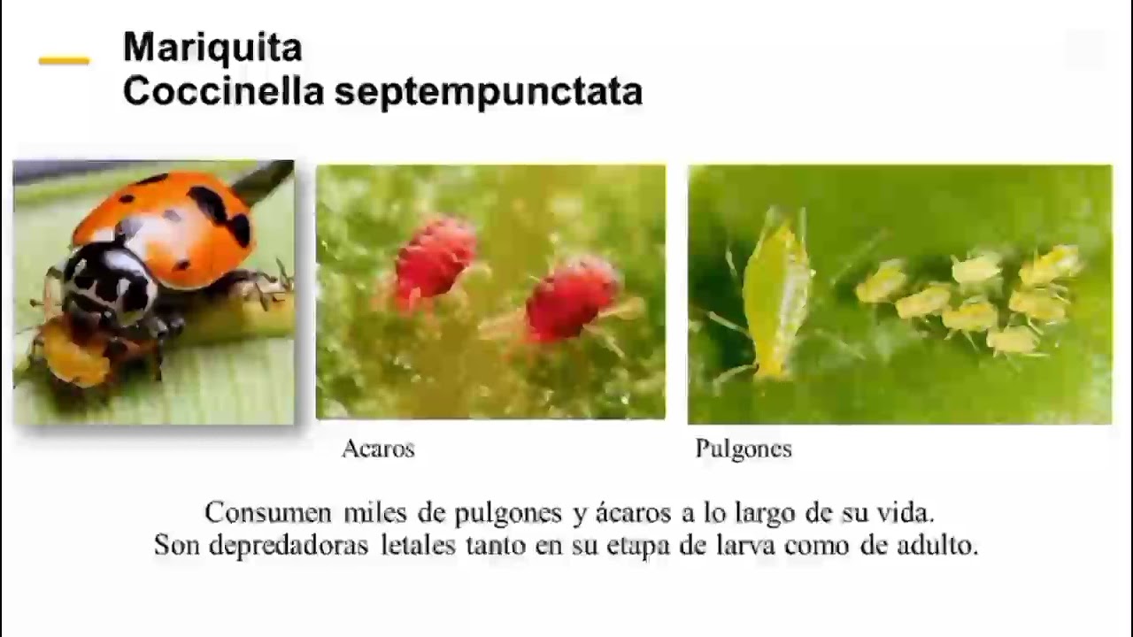 Insectos que contribuyan al control de plagas en la agricultura.