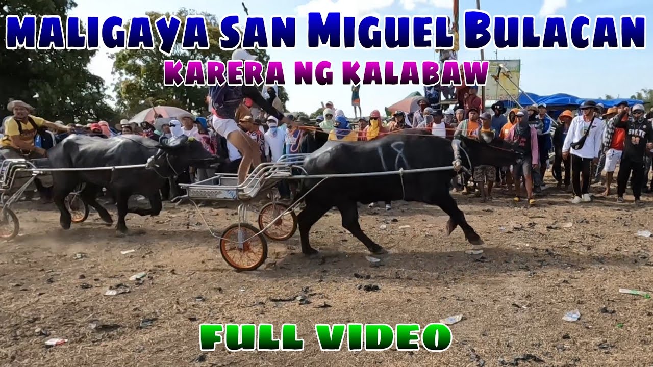 maligaya karera ng kalabaw full video Bridgestone vs Pogi ng Tagulod main event