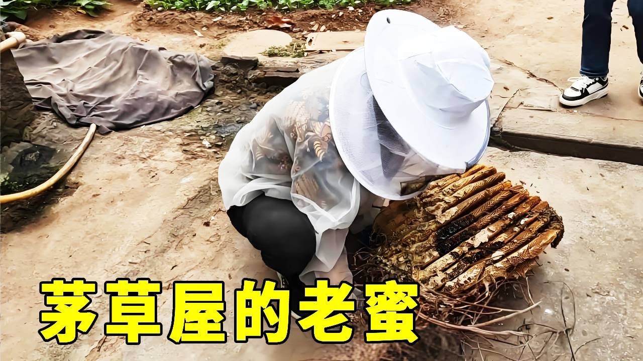粉絲家的茅草屋，竟然挖出一窩陳年老蜜，顏色髮黑真的太難得了【莆農阿敏】
