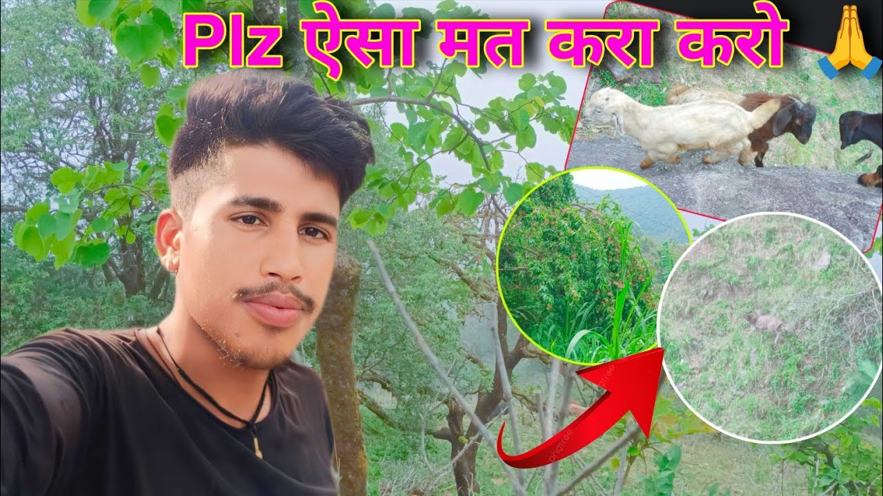 Plz गौमाता को ऐसे जंगलों में ना छोड़ें बाघ के खाने के लिए 🙏 Pahadi Lifestyle Vlog || Seetavani Vlogs