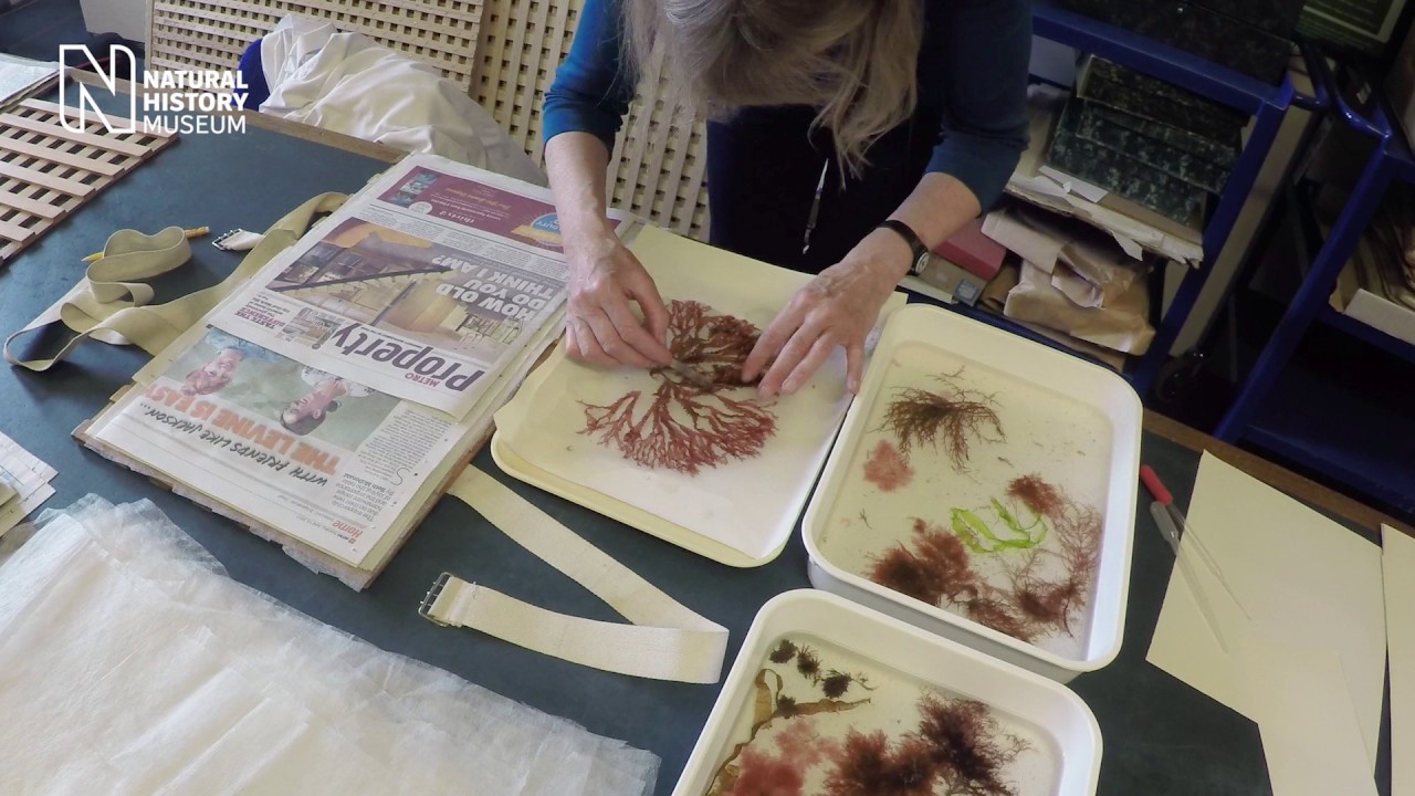 Preparing for the seaweed display in Hintze Hall | Natural History Museum