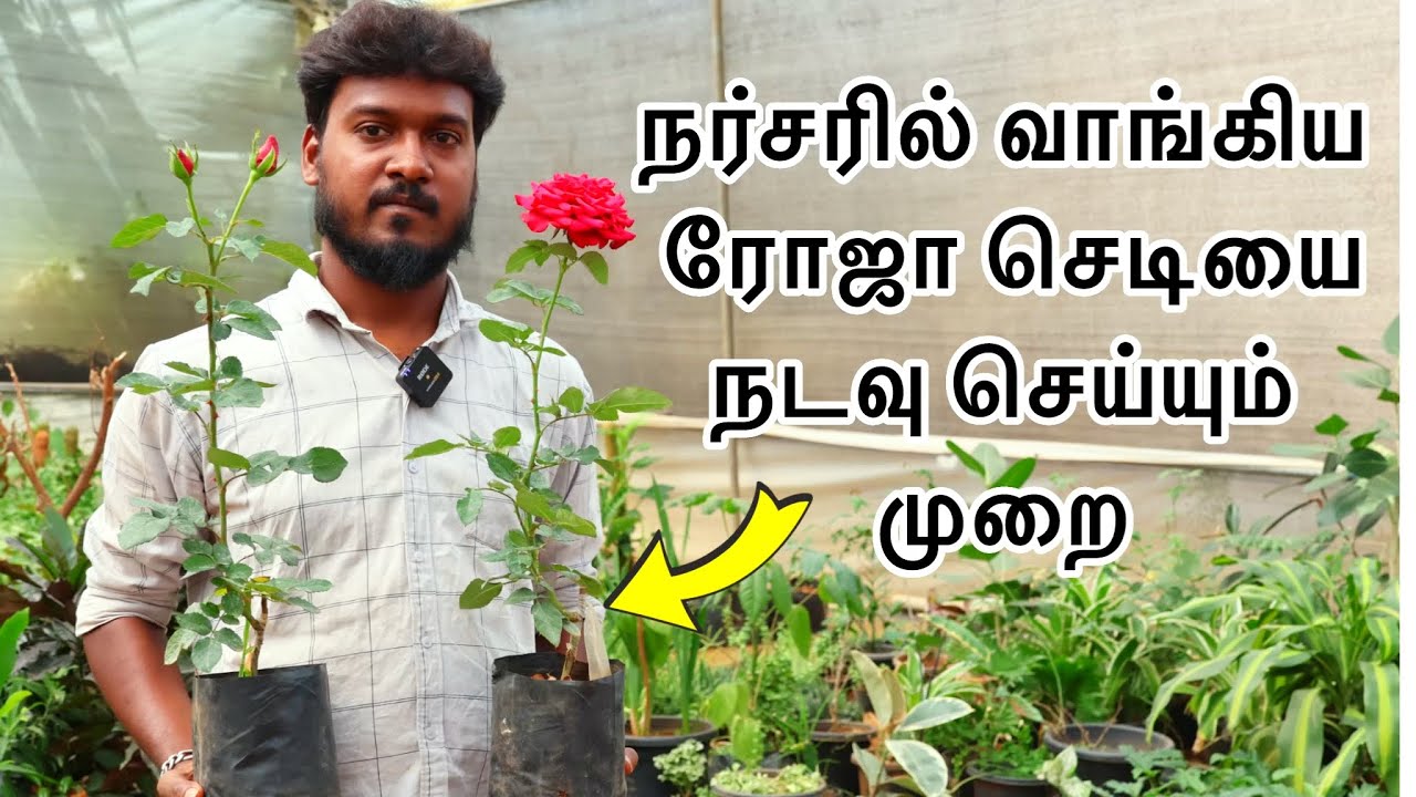 🛑 🌱நர்சரில் வாங்கிய ரோஜா செடியை நடவு செய்யும் முறை/ New Rose plant planting method 🤭🤭🤭