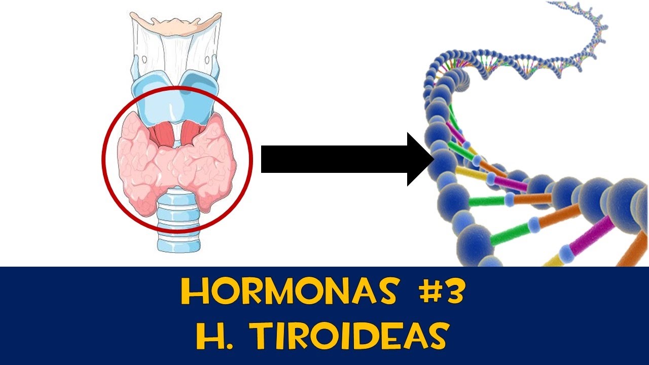 Hormonas #3 📨 H. Tiroideas