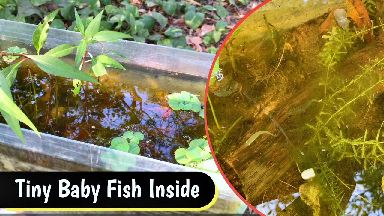 Outdoor Aquarium Cleaning Without Harnming New Born Fish