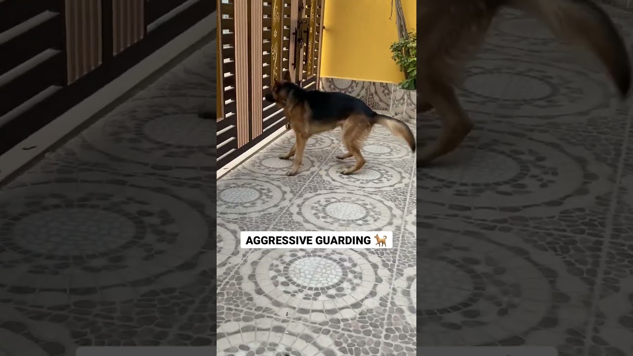 2 Years German Shepherd Very Aggressive GUARDIAN | Giant Dog Loud Barking #guarding #shorts