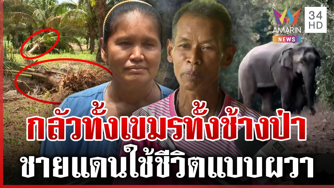 ชายแดนระทมเดือดร้อนเพราะสู้รบ ล่าสุดช้างป่าบุกบ้าน-ทำลายพืชไร่ | ทุบโต๊ะข่าว | 11/03/69