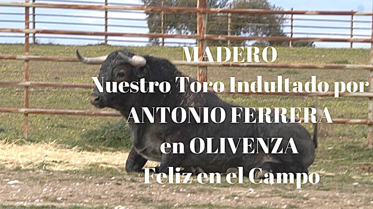 😱MADERO Toro Victorino INDULTADO CURAS Y FELIZ EN EL CAMPO (Cobradiezmin junior superado)