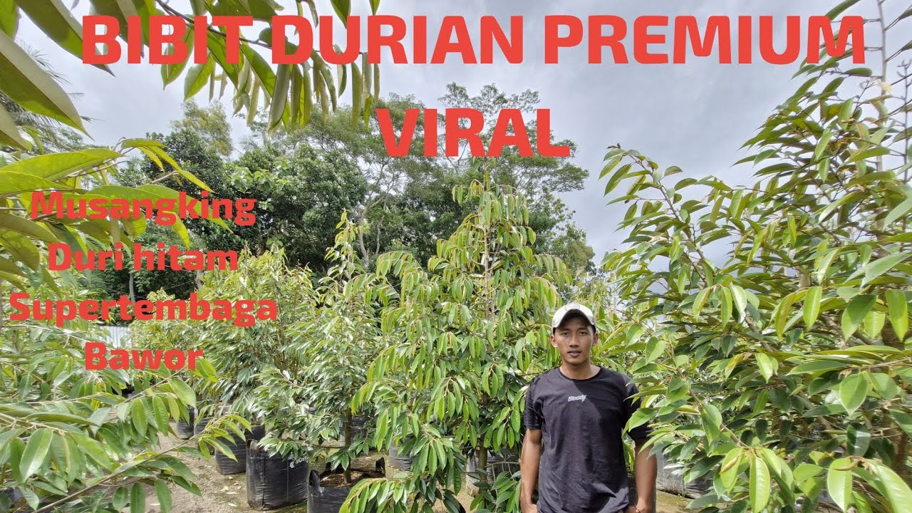READY BIBIT DURIAN UNGGUL #bibitdurian #duriantravelers #durianindonesia #durianmusangking 