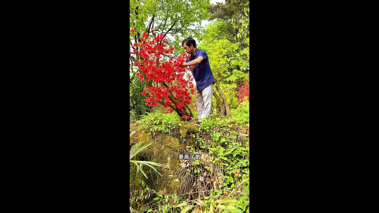 适当你饥饿感是诸多追求的原动力，我们剥夺了下不倒你饥饿感，让他们如何愿意去为未来打拼，未雨绸缪！#我的乡村生活 #五一#映山红 @野樵园艺小号