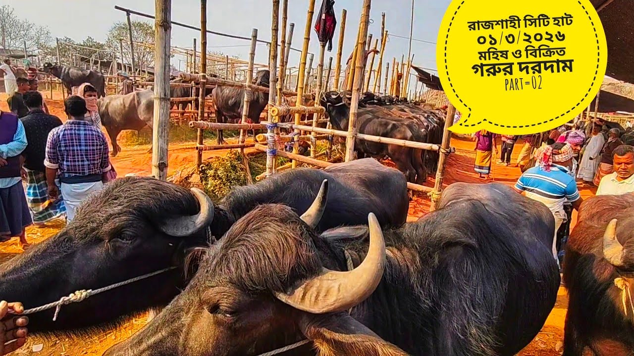 রাজশাহী সিটি হাট ০১/০৩/২০২৬ রবিবার মহিষ ও গাভী গরুর দরদাম part=02