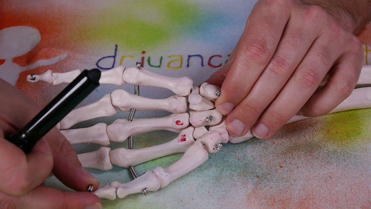 MÚSCULO ADUCTOR OBLICUO PULGAR