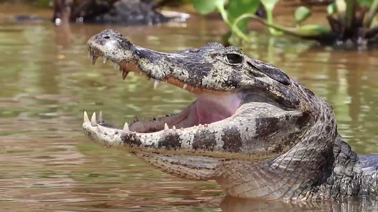 VIDEOS RAW  PANTANAL  2025