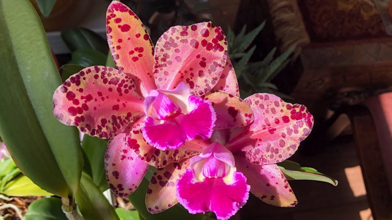 Cattleya - mój ulubiony storczyk! 🌸 wymagania, uprawa i pielęgnacja. (Katleja)