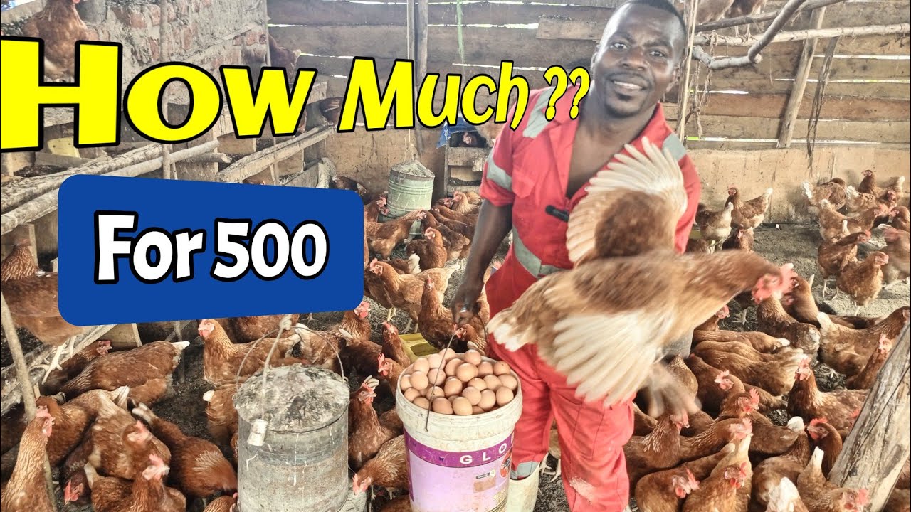 How Much money to raise 500 layers/ The Cost of Raising 500 Layers on a New Farm | Budget Breakdown