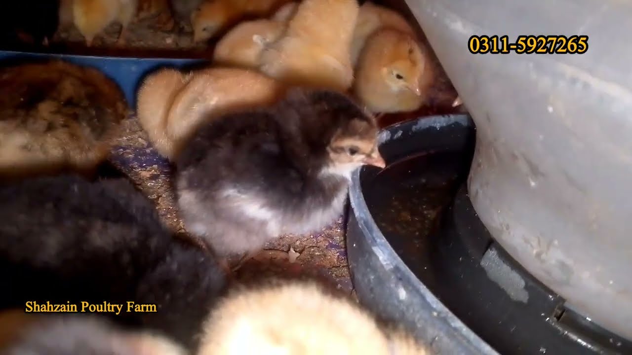 Golden Misri K Chouzy Ki Price 2026 | Small Poultry Farm | Poultry Farming Business idea 2026