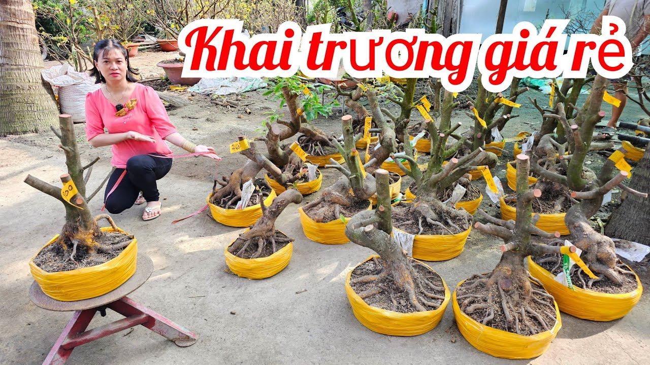 Thanh Tâm 📲0868433941 Khai trương phôi mai vàng Giá rẻ mùng 2 Tết (MaivàngQuêdừa)