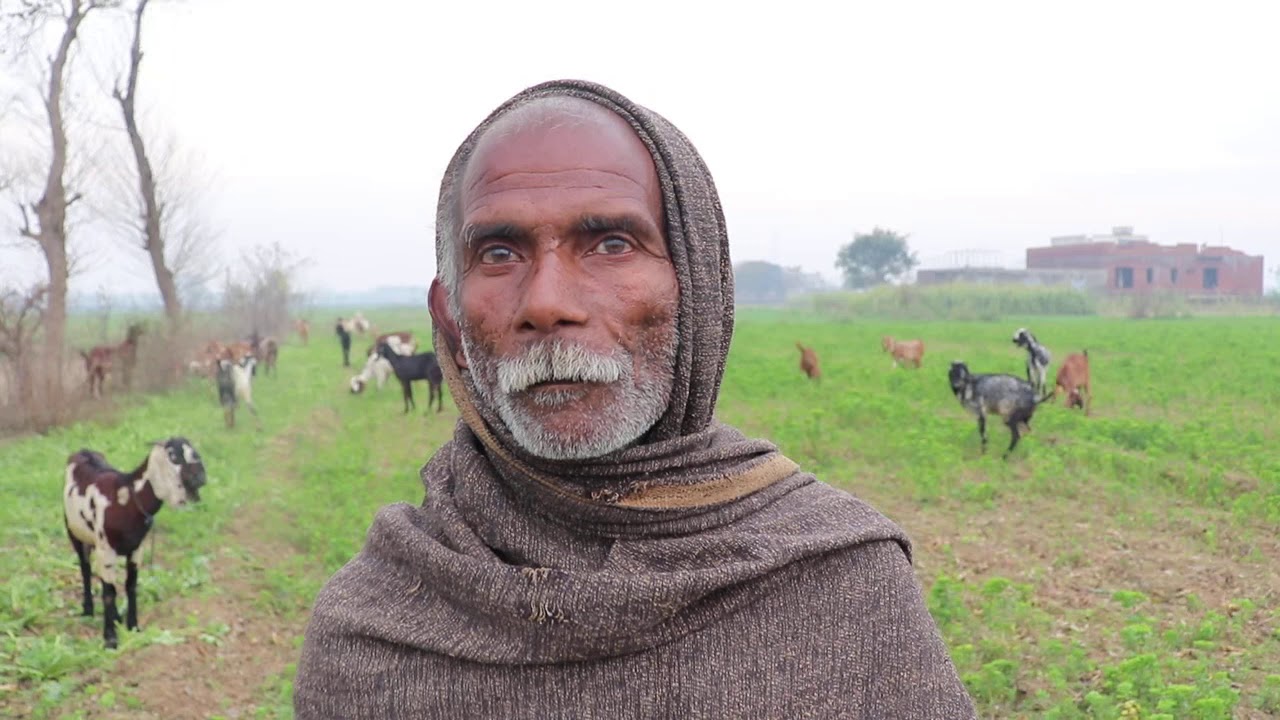 Sialkoti Desi  Goats Farming in Sialkot | Expert Goat Lover of Sialkot