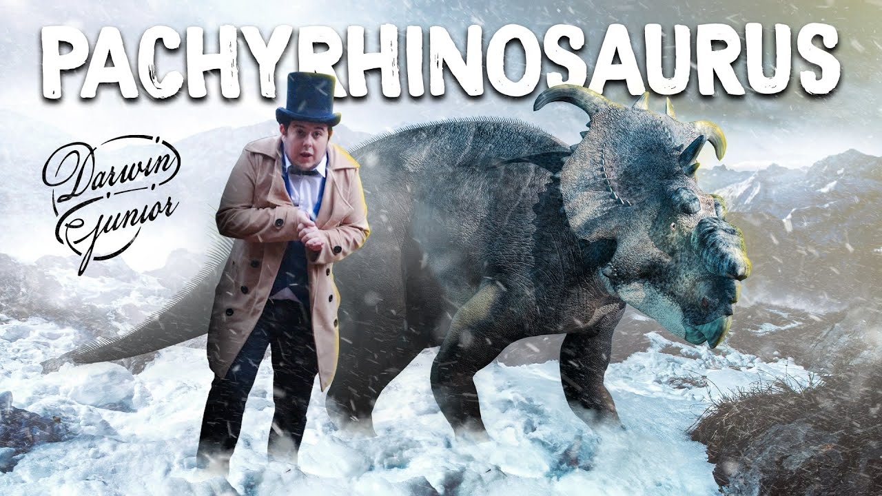 DINOPEDIA S2 #1 - Pachyrhinosaurus
