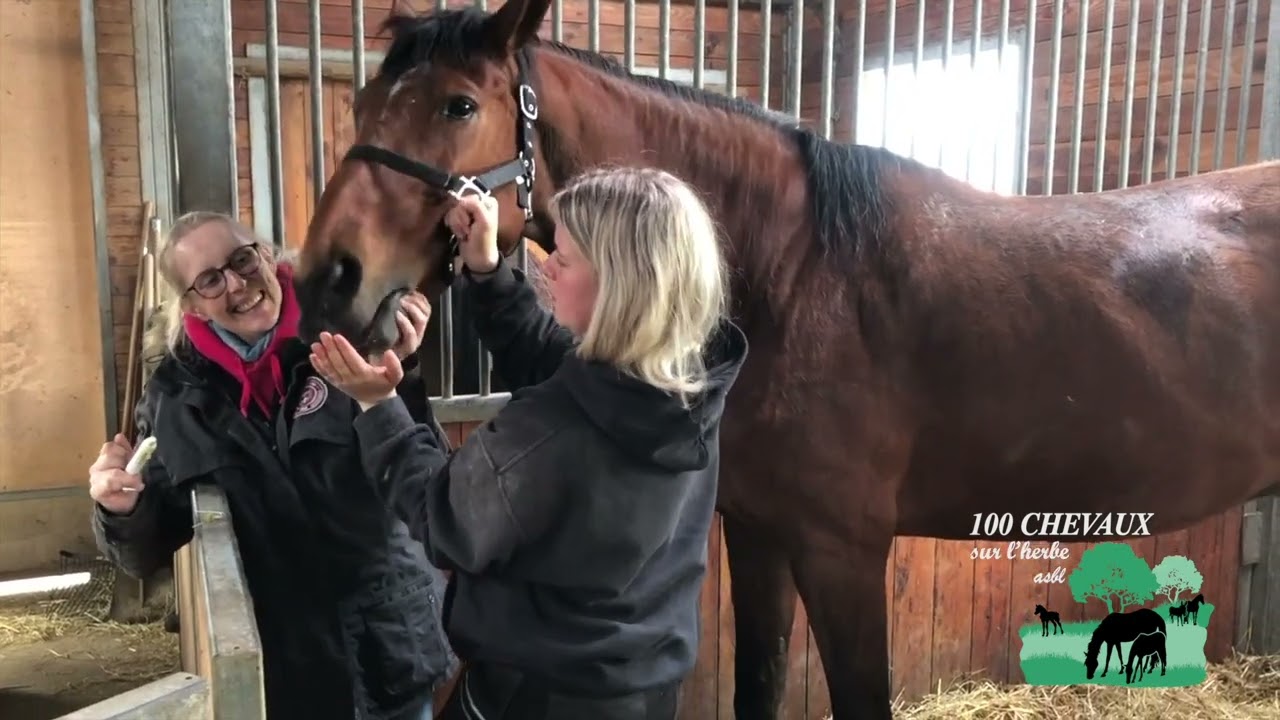 LA VIE AU REFUGE DE 100 CHEVAUX SUR L'HERBE EPISODE 2