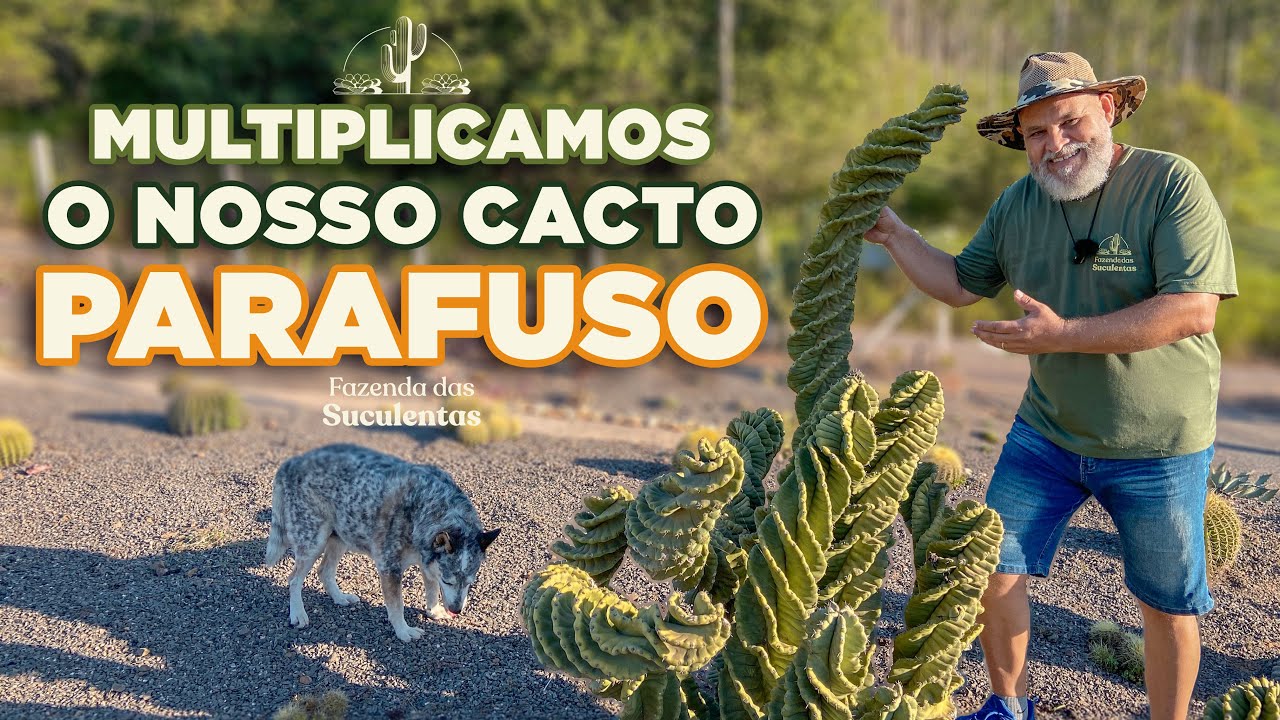 COLHEMOS UMA SAFRA DE CACTOS PARAFUSO!