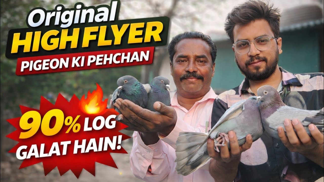 High Flyer Pigeon Ki Pehchan😍 | 90% Log Nahi Jante