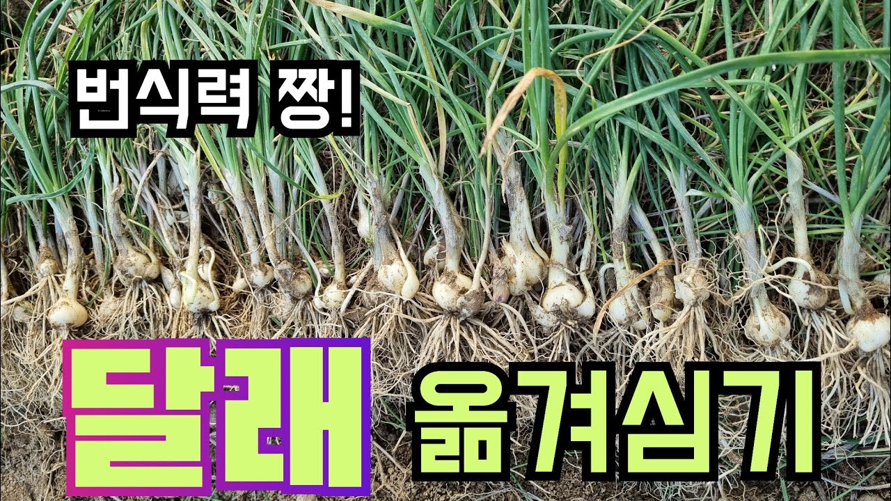 달래 옮겨심기 좋은 때?
