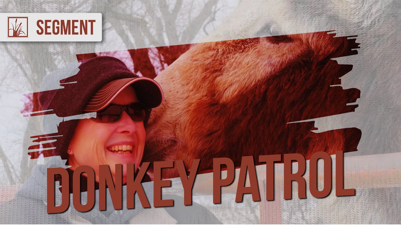 The Secret to Countering Coyotes...DONKEYS!