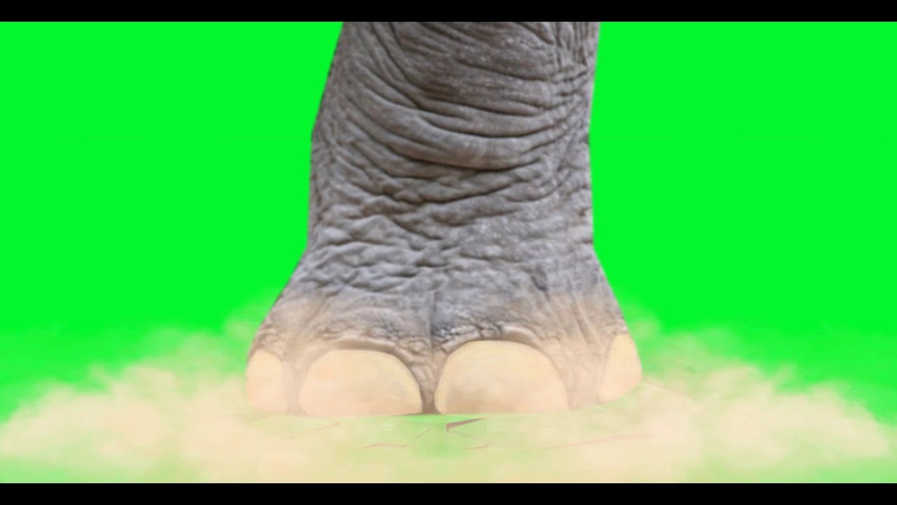 #Elephant #Foot Stomping With Sound - Usage Fee $1.00 - Details Below