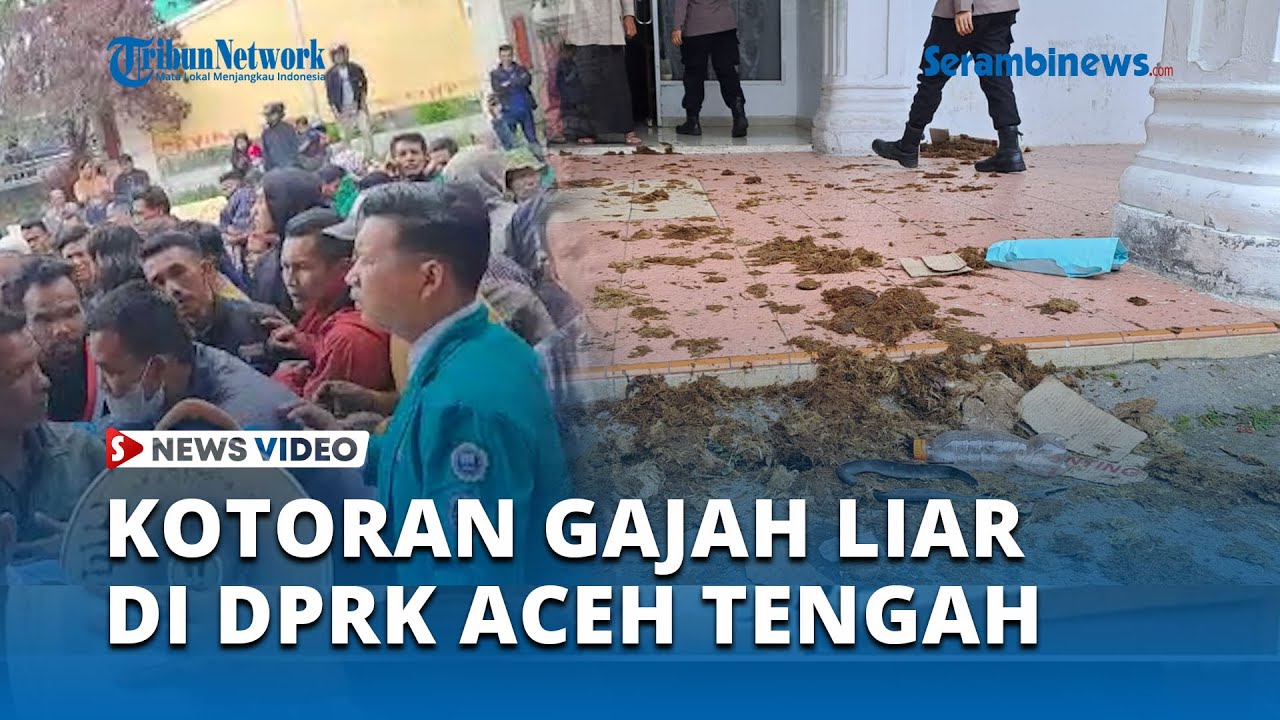 Warga Ketol Kepung DPRK Aceh Tengah, Bawa Kotoran Gajah Liar