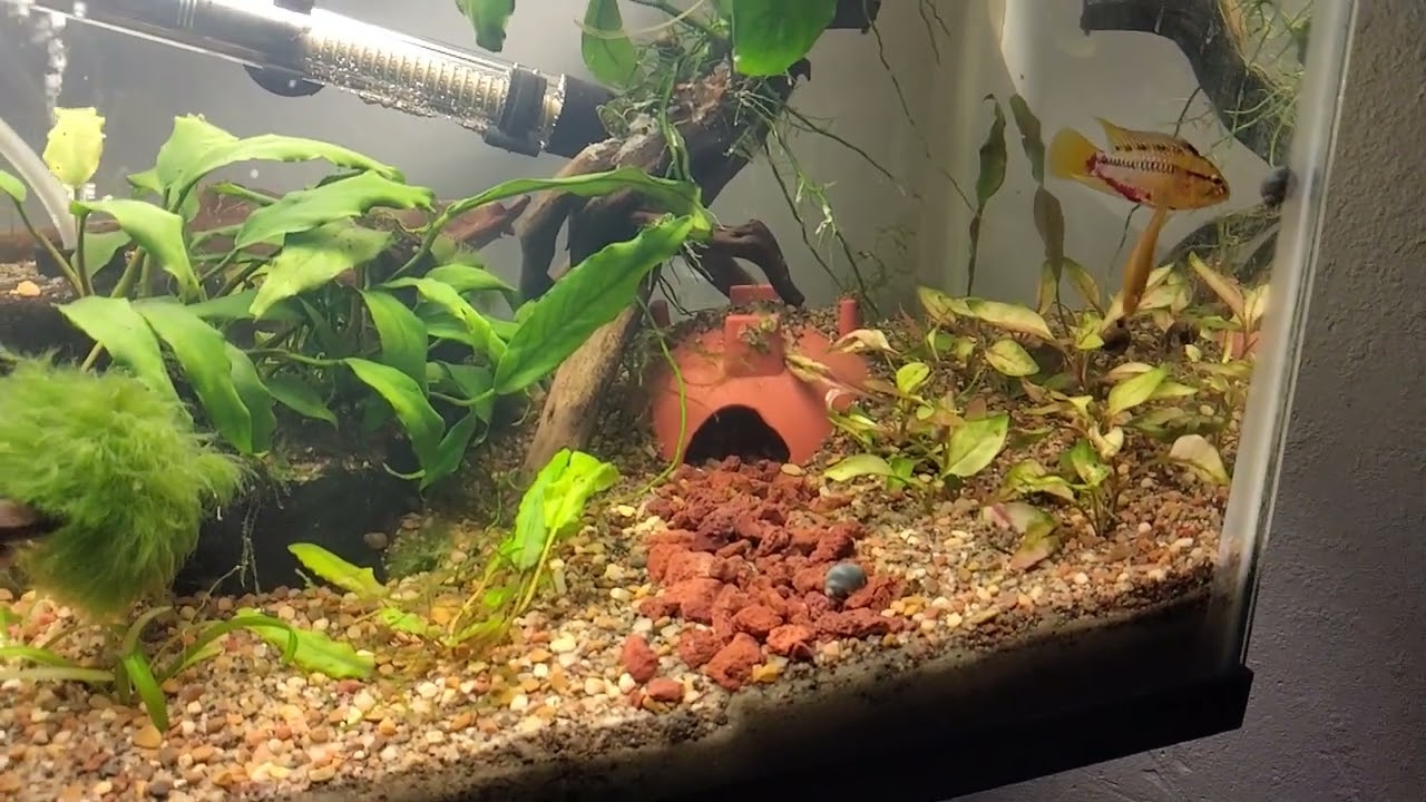 apistogramma hongsloi 2 breeding pair doing their thing in their new breeding tanks