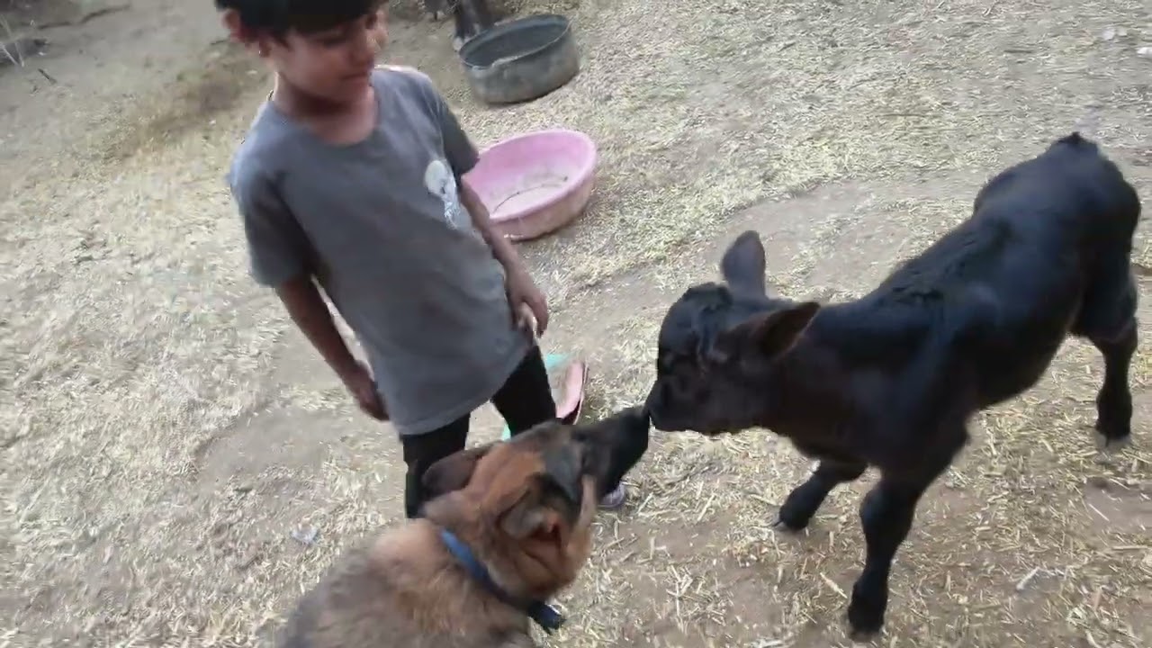 फाइनली आज न्यू फार्म मेंबर की एंट्री हो चुकी है 🚩🚩