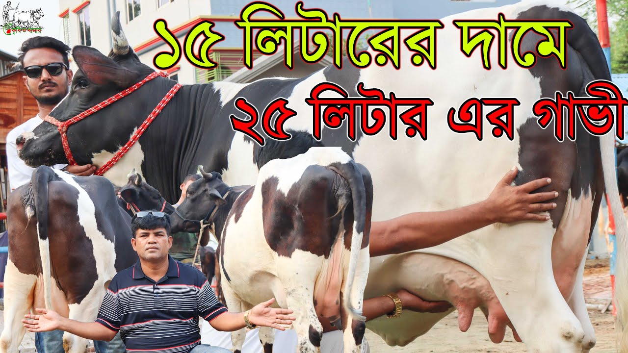 সাবেক কাউন্সিলর সুলতান ভাইয়ের ফাটাফাটি সব গাভীর নতুন আমদানি দেখুন। বড় গাভী আজ ছোট গাভীর টাকায়।